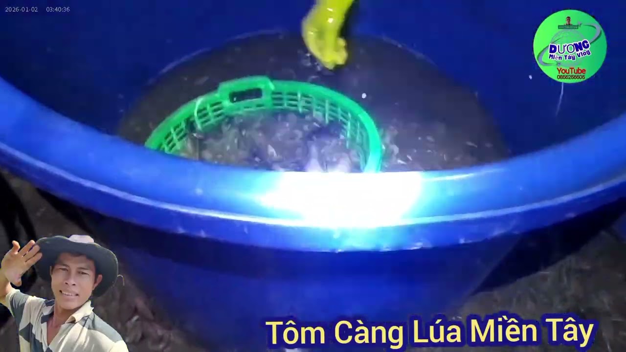 Tôm Càng Xanh Nuôi Thiên Nhiên