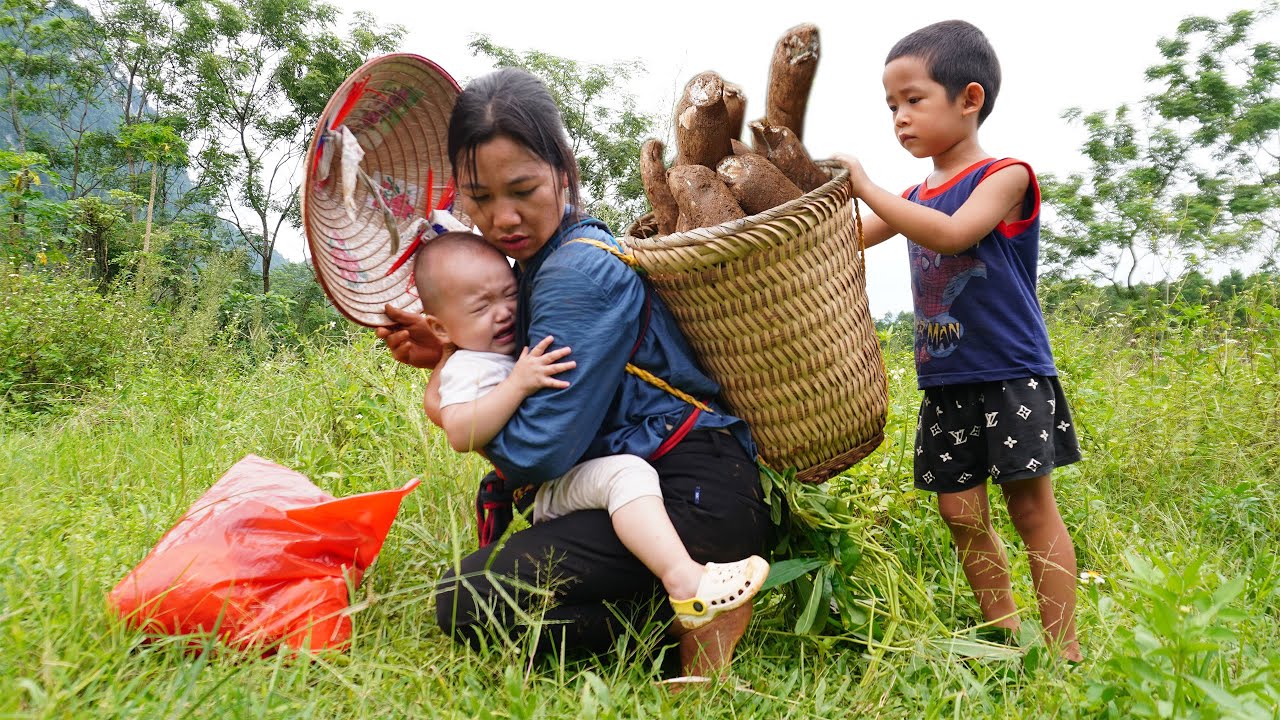 Poor child adopted by single mother - Harvesting cassava to sell at market - Ly Phuc Kieu