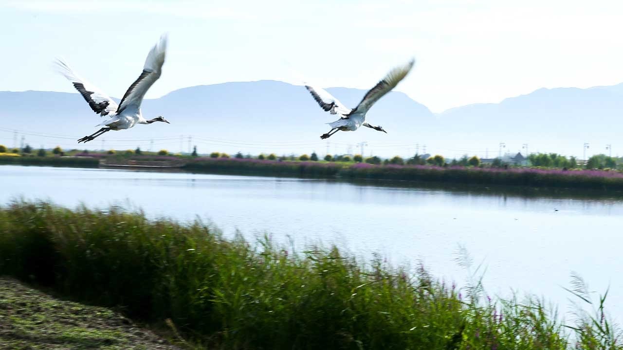 Over 2,700 nature reserves established in China since 1956