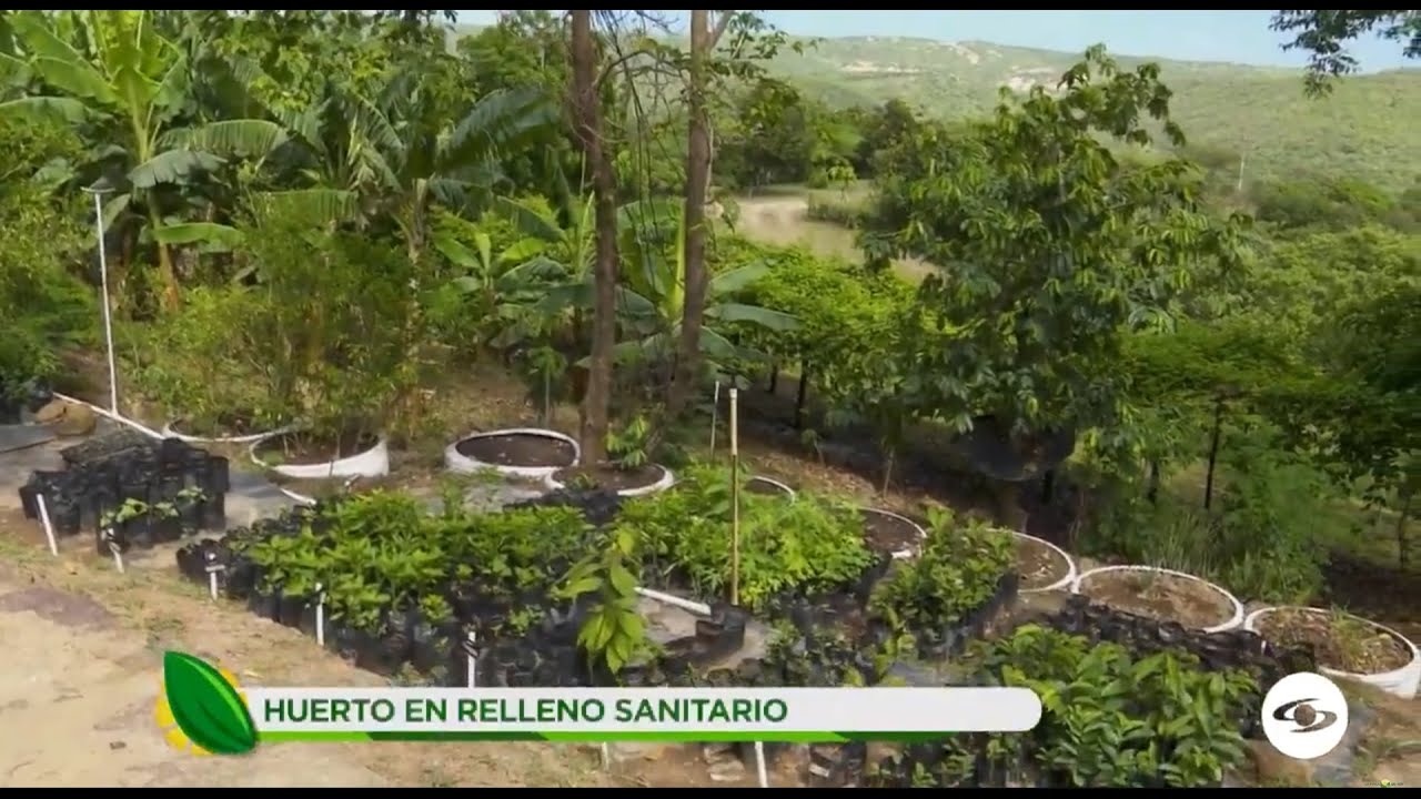 Así establecieron una huerta en un relleno sanitario de Norte de Santander - La Finca de Hoy
