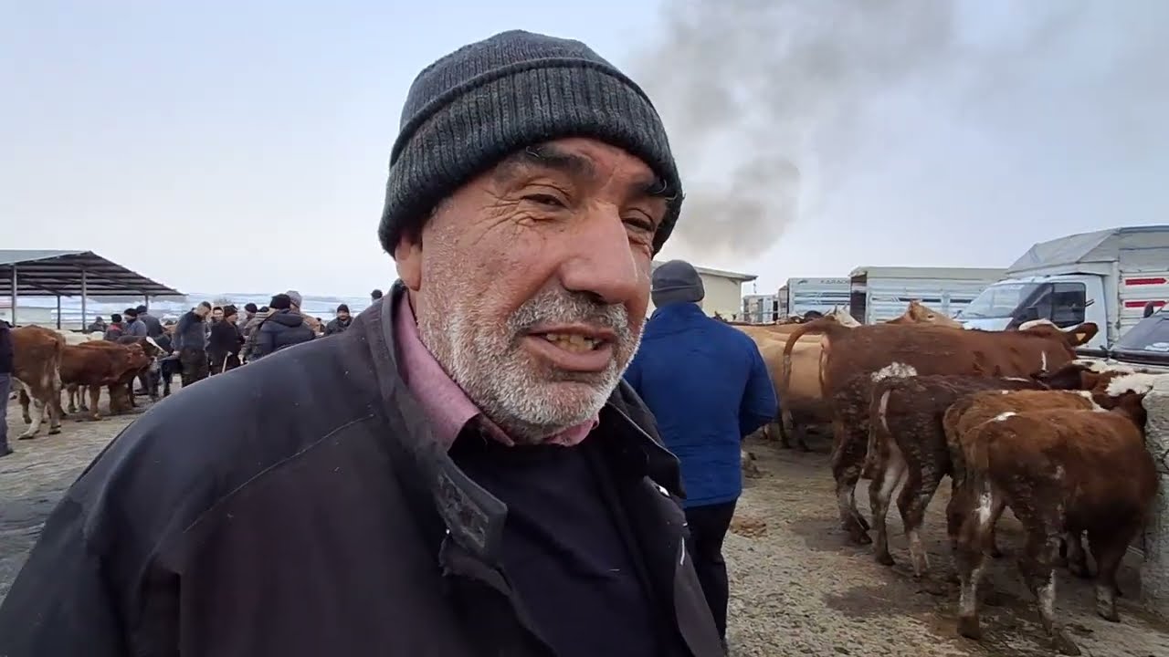 ÇORUM SUNGURLU HAYVAN PAZARI BÜYÜKBAŞ 28 KASIM ÇEKİMİ 1.BÖLÜM 29 KASIM 2024
