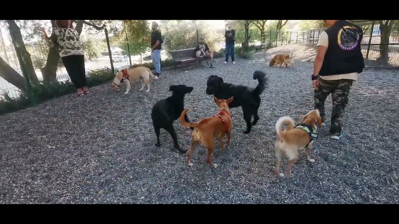 LOS TÍPICOS PROBLEMAS DE LOS PARQUES DE PERROS