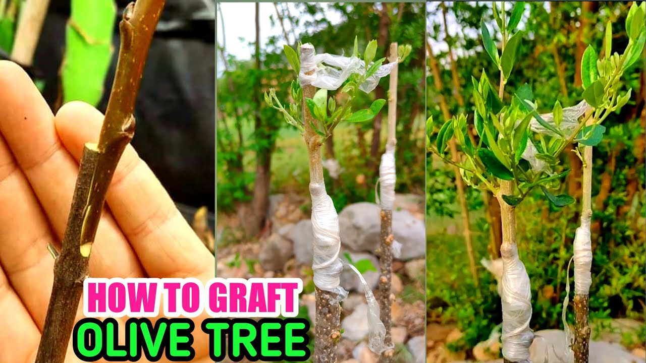 Grafting olive plant | olive grafting | Grafting olive tree