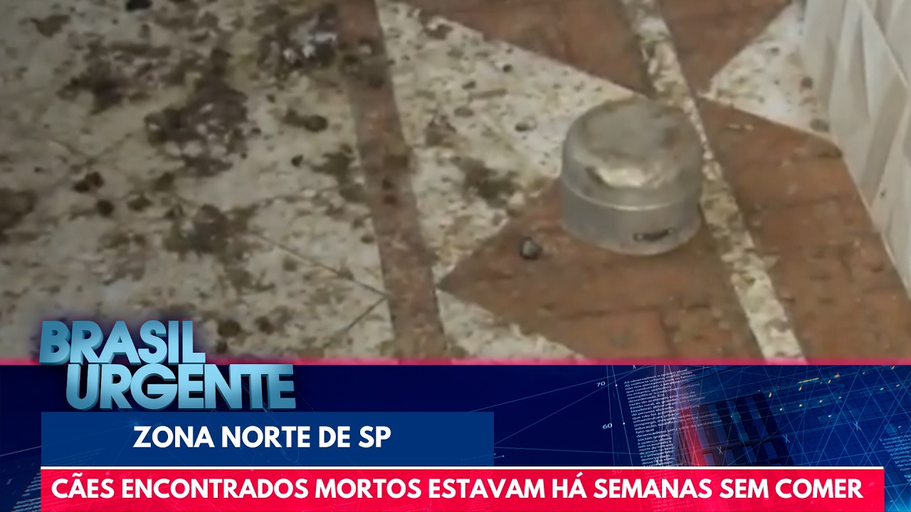 C&atilde;es que morreram de fome e frio em SP ficaram 15 dias sem comida | Brasil Urgente