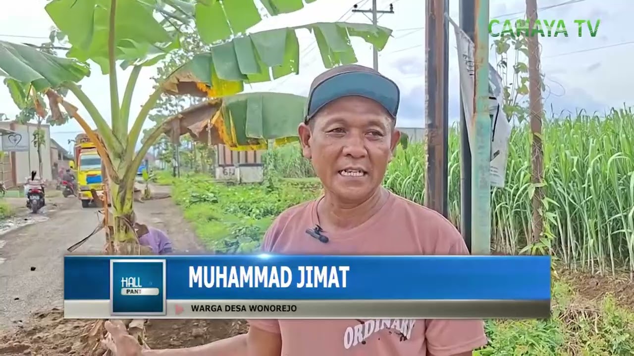 Geram, Warga Wonorejo Tlogowungu Nekat Tanami Jalan Rusak Dengan Pohon Pisang