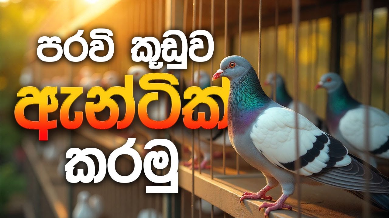 පරවි කූඩුව ඇන්ටික් කරමු 🕊️ Let's protect birds from parasites #pigeon  #kabutar #kabootar #පරවි