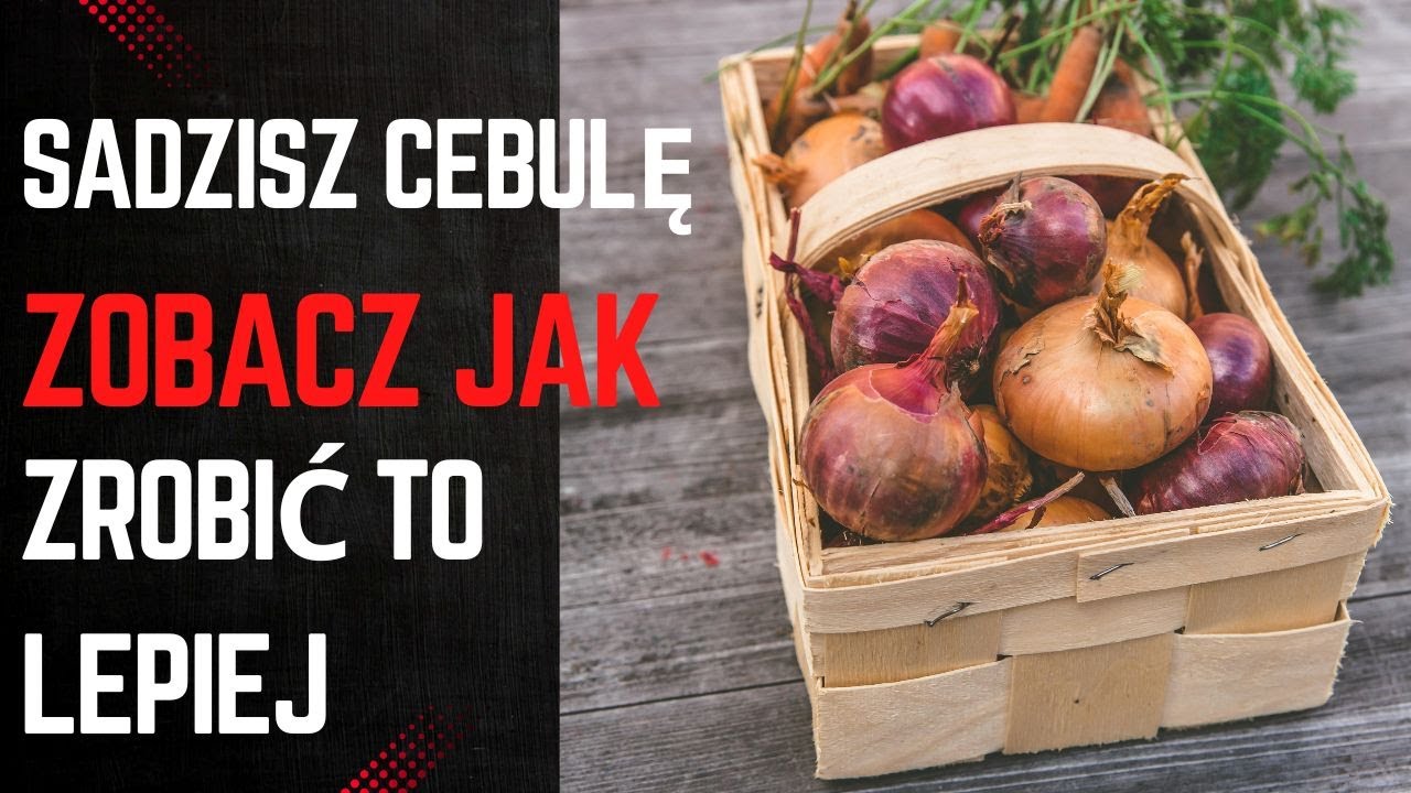 Dlaczego warto sadzić cebulę dymkę w popiele.