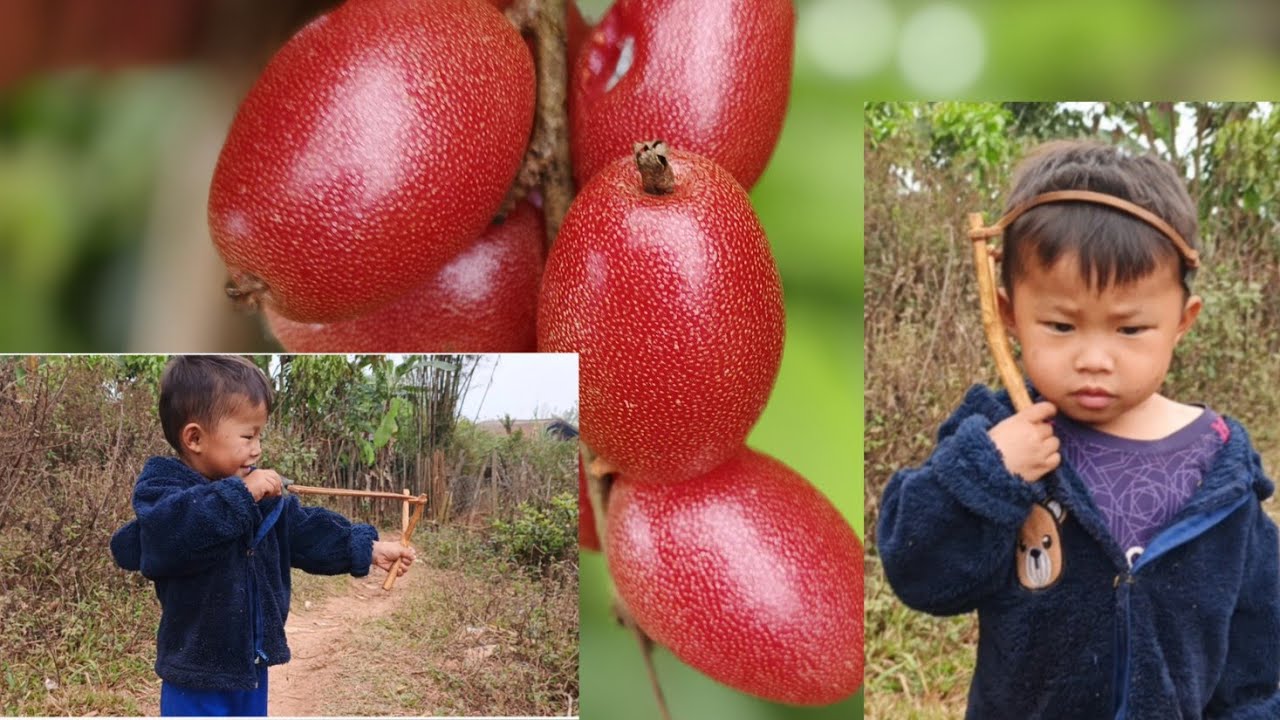 Mus de txiv nqos mis nyuj rau me tub noj