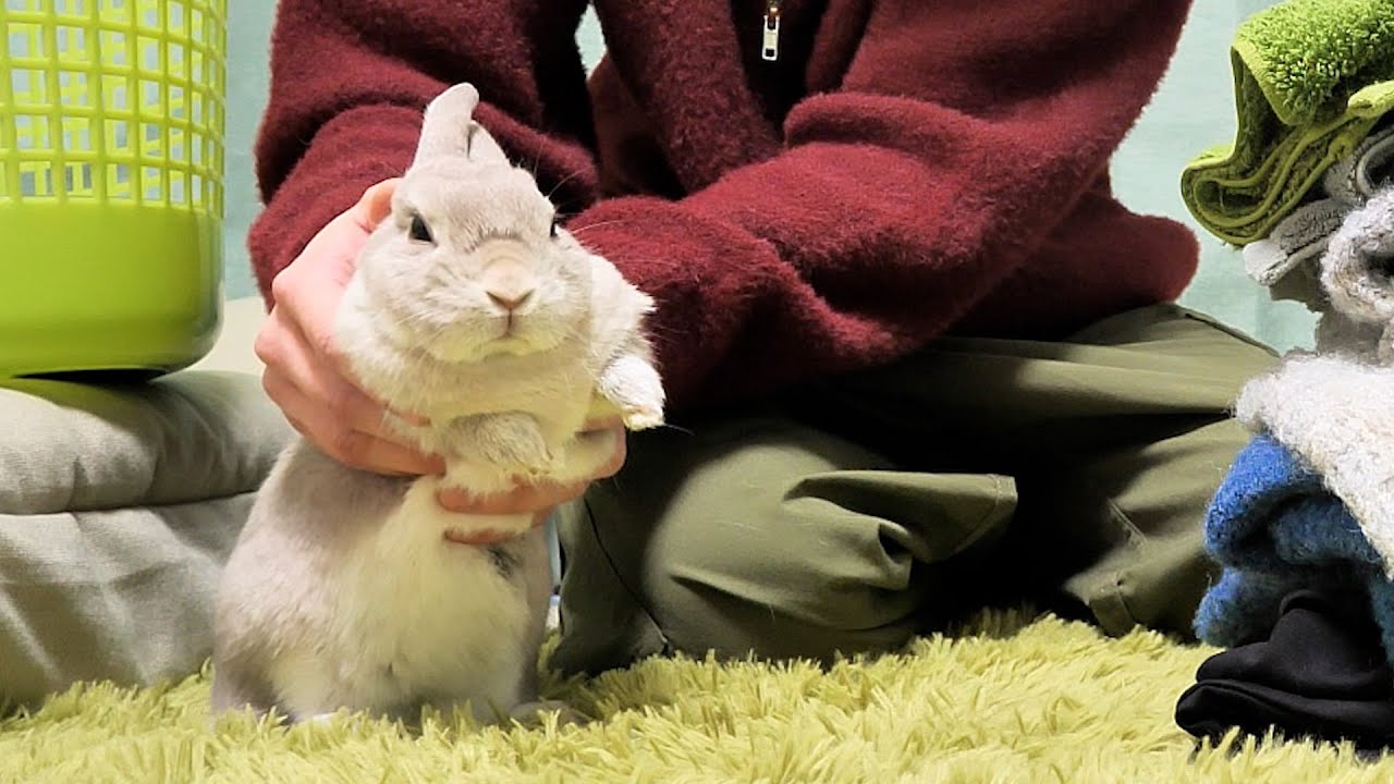 家事のお手伝いをしたかっただけなのに飼い主に捕獲され「スン……」ってなるうさぎさん