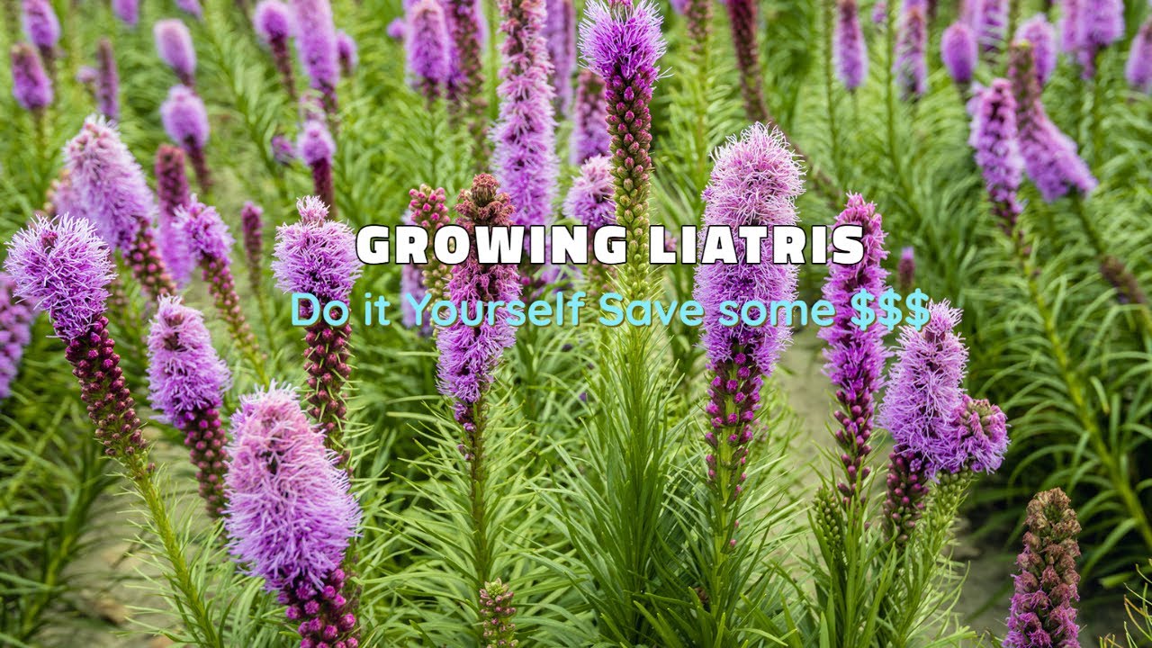 Growing Liatris - How to Grow!