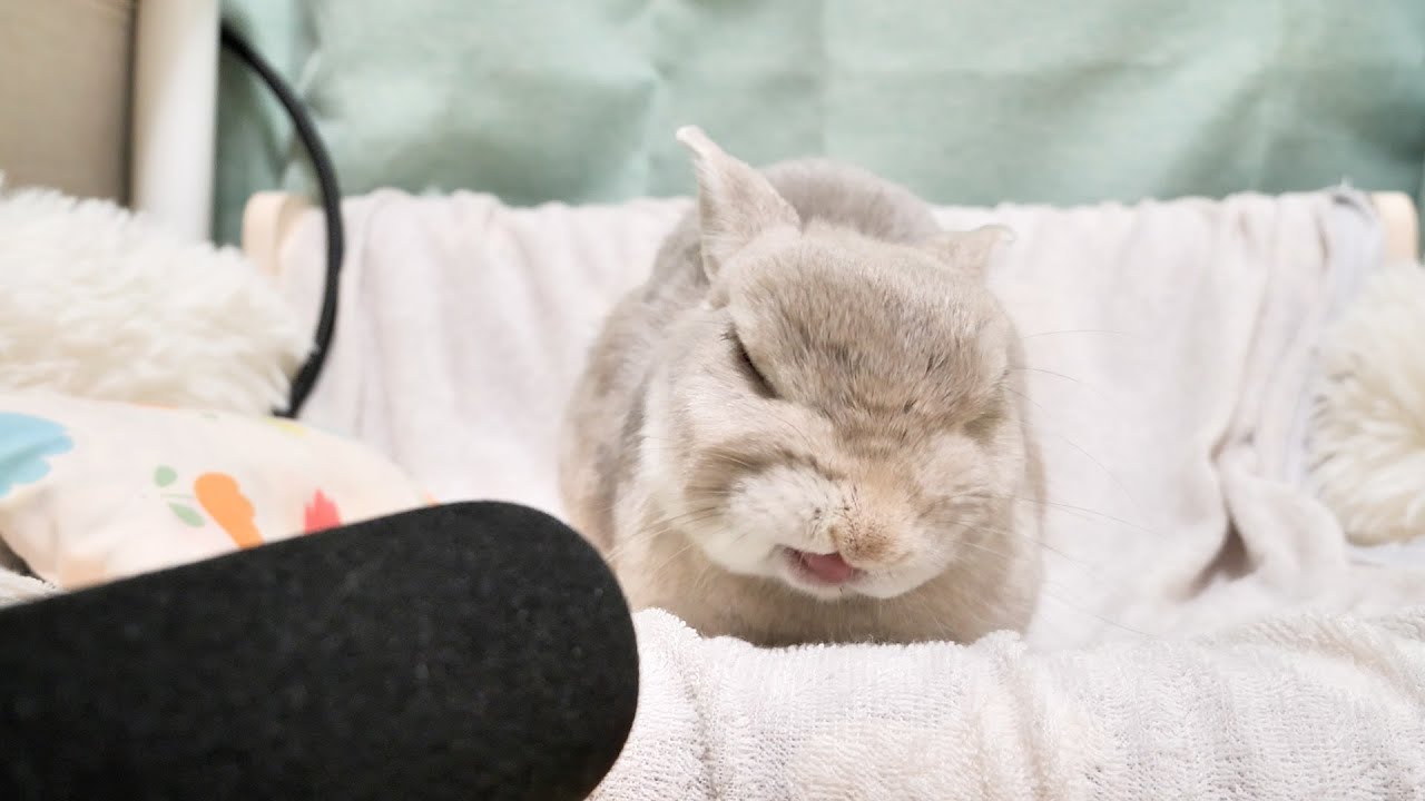 お昼寝中のうさぎさんに高性能ガンマイクを向けてみたらびっくりするくらい寝言をしゃべってた