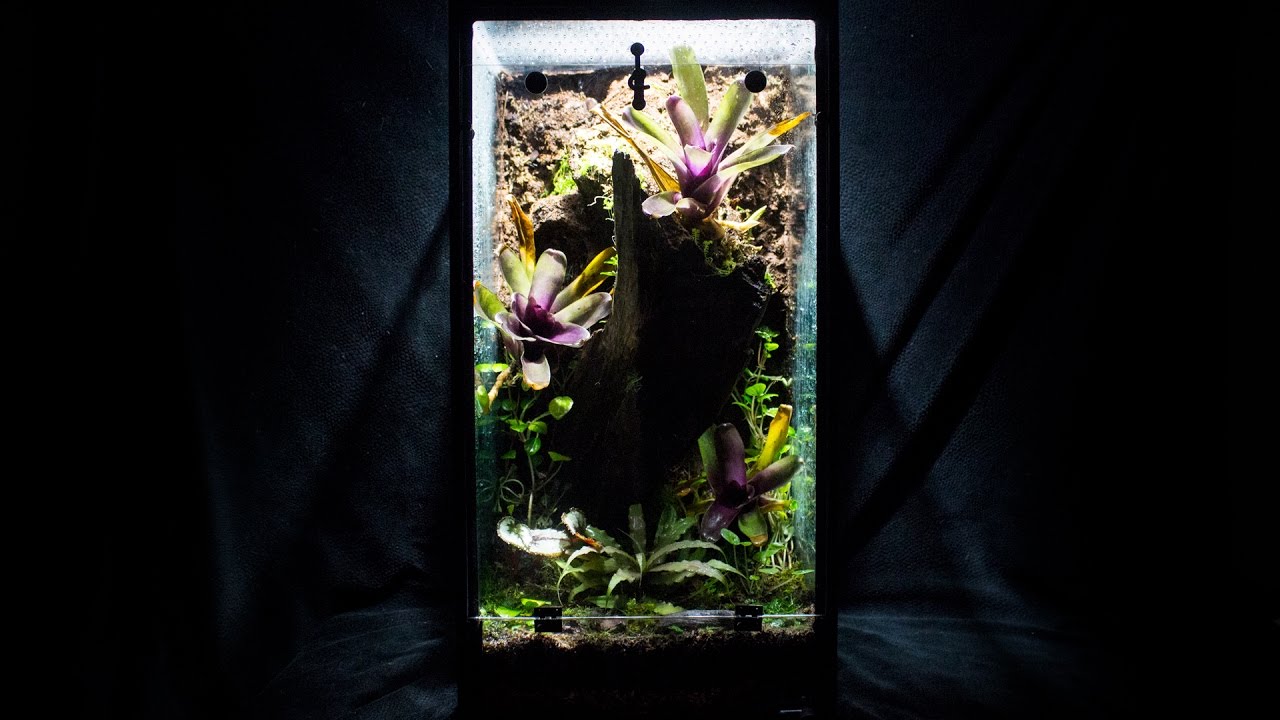 Setup & Plant Your Naturalistic Vivarium (10g Aquarium to Viv Conversion pt.4)