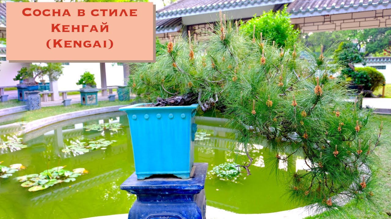 Сосна бонсай в стиле Кенгай (Kengai) или стиль 