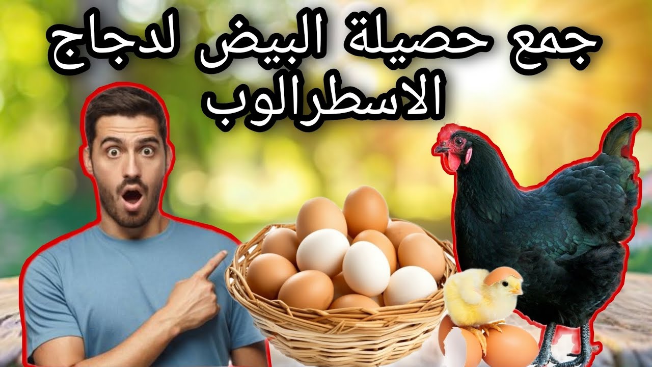 🥚🔥 حصيلة جمع بيض دجاج الاسطرالوب | شحال عطانا القطيع اليوم؟