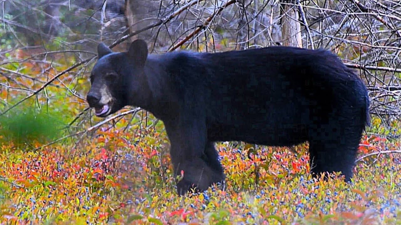 From Blue Eyed Moose to First Ever Face to Face with a Black Bear 🐻  