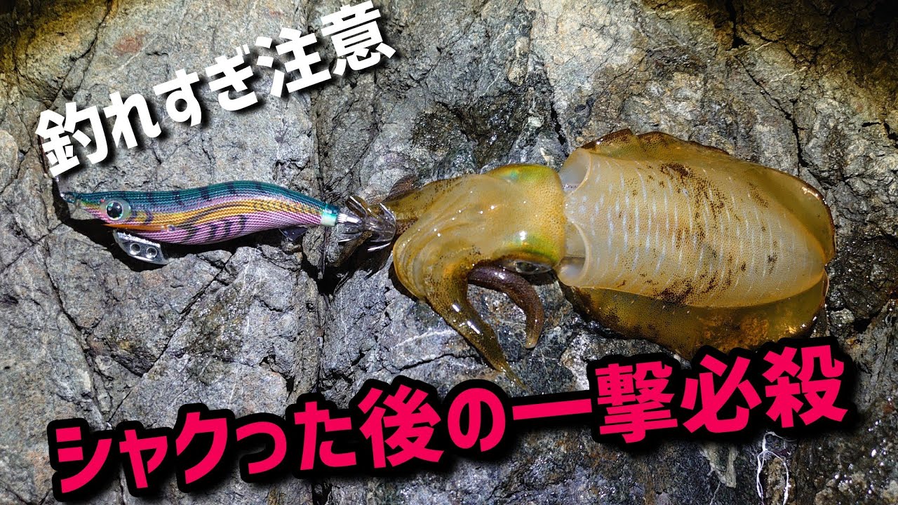 本当は教えたくない？！シャクった後のある動かし方で、アオリイカが爆釣するらしい！？