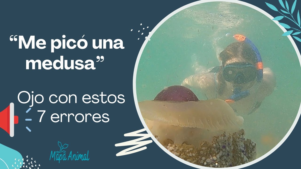 7 ERRORES comunes en las PICADURAS por MEDUSAS