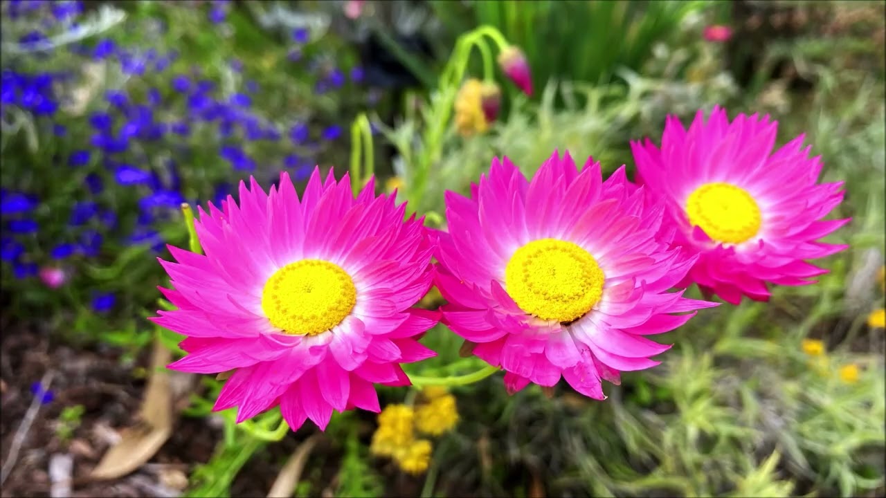 A LOOK AROUND THE BOTANIC GARDEN PERTH AUSTRALIA     IIIII    BILLY B