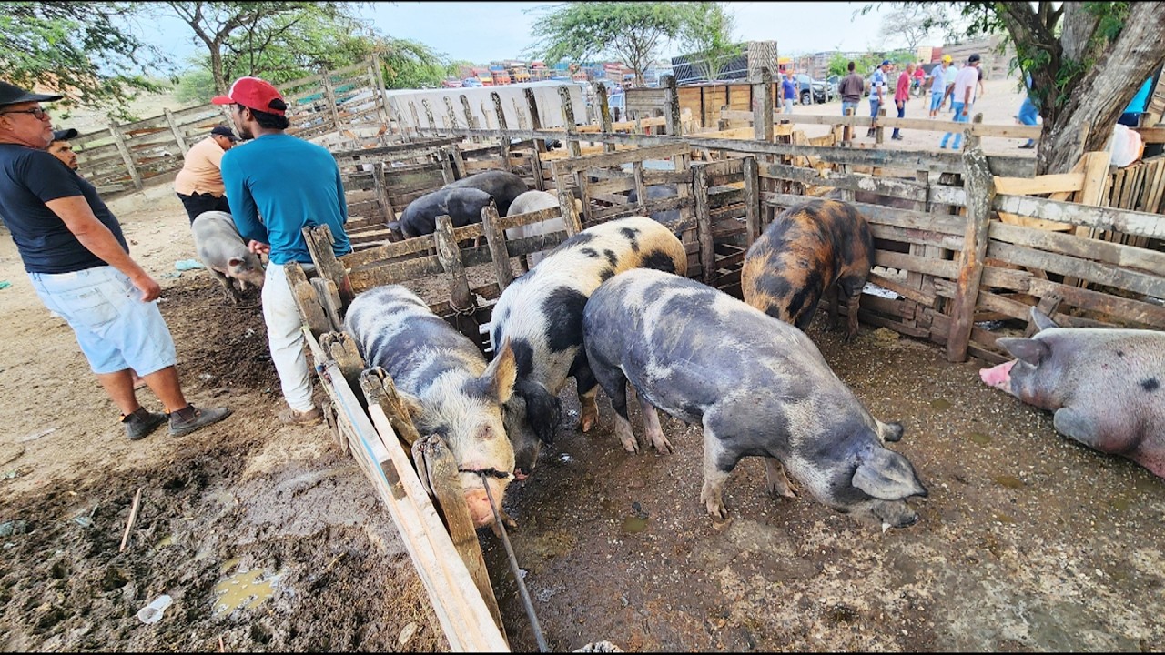 FEIRA DE SUÍNOS EM CACHOEIRINHA-PE   26-02-2026 #nordeste