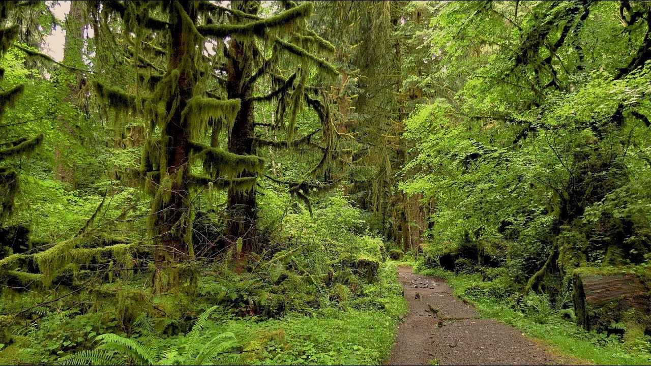 Hoh Rainforest River Trail- Olympic National Park