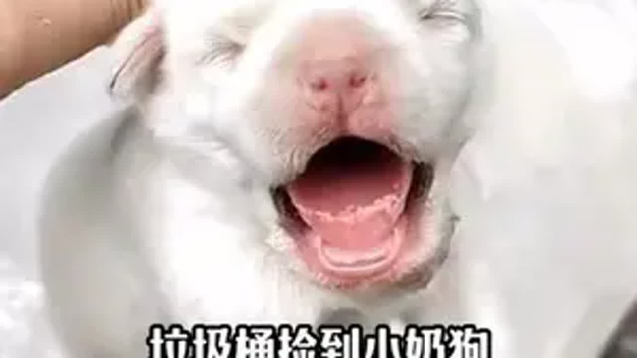 超市老板从垃圾桶捡回来的小奶狗10个月成长记录，愿所有狗狗都能被爱@吉大爷² 国际小狗日 捡狗后续 超市老板捡到的小奶狗 狗狗小吉