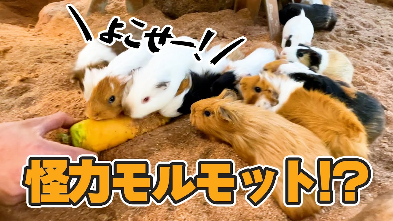 体力テストしたけど可愛すぎてそれどころじゃなかったw【モルモット】How powerful guinea pigs are