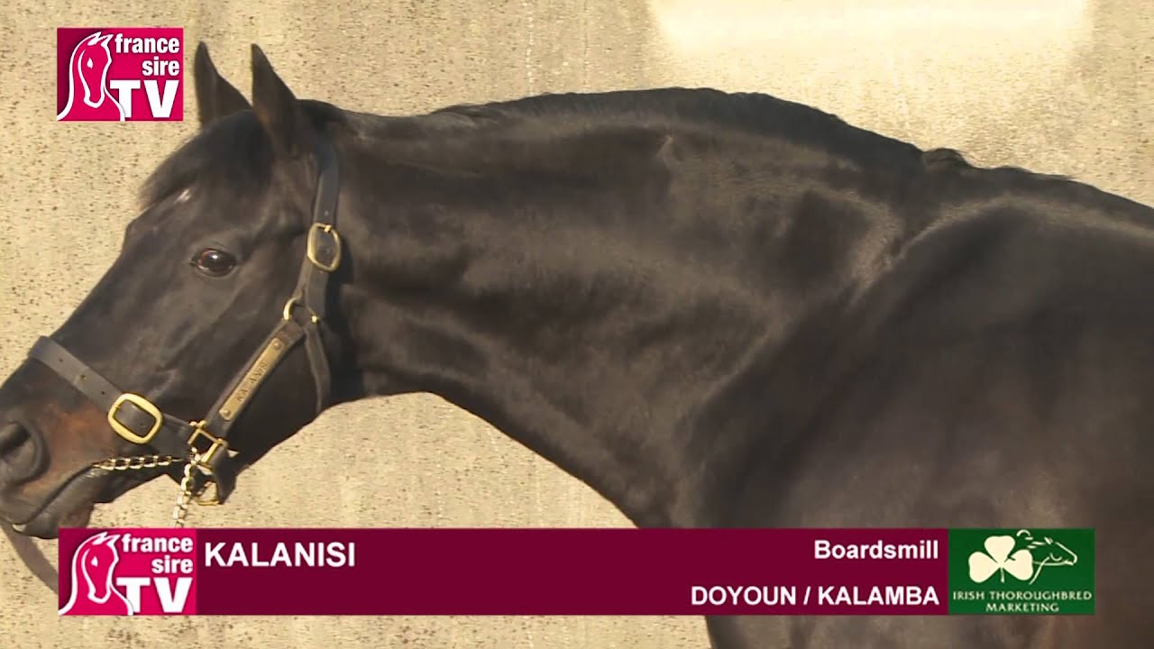 Kalanisi, stallion standing at Boardsmill Stud - Irish Stallion Trail 2015