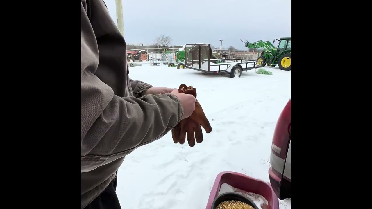 January 2026 Oklahoma snow storm and feeding cows