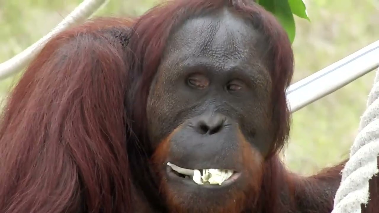 平川動物園 キリンほか (2014.5.25)