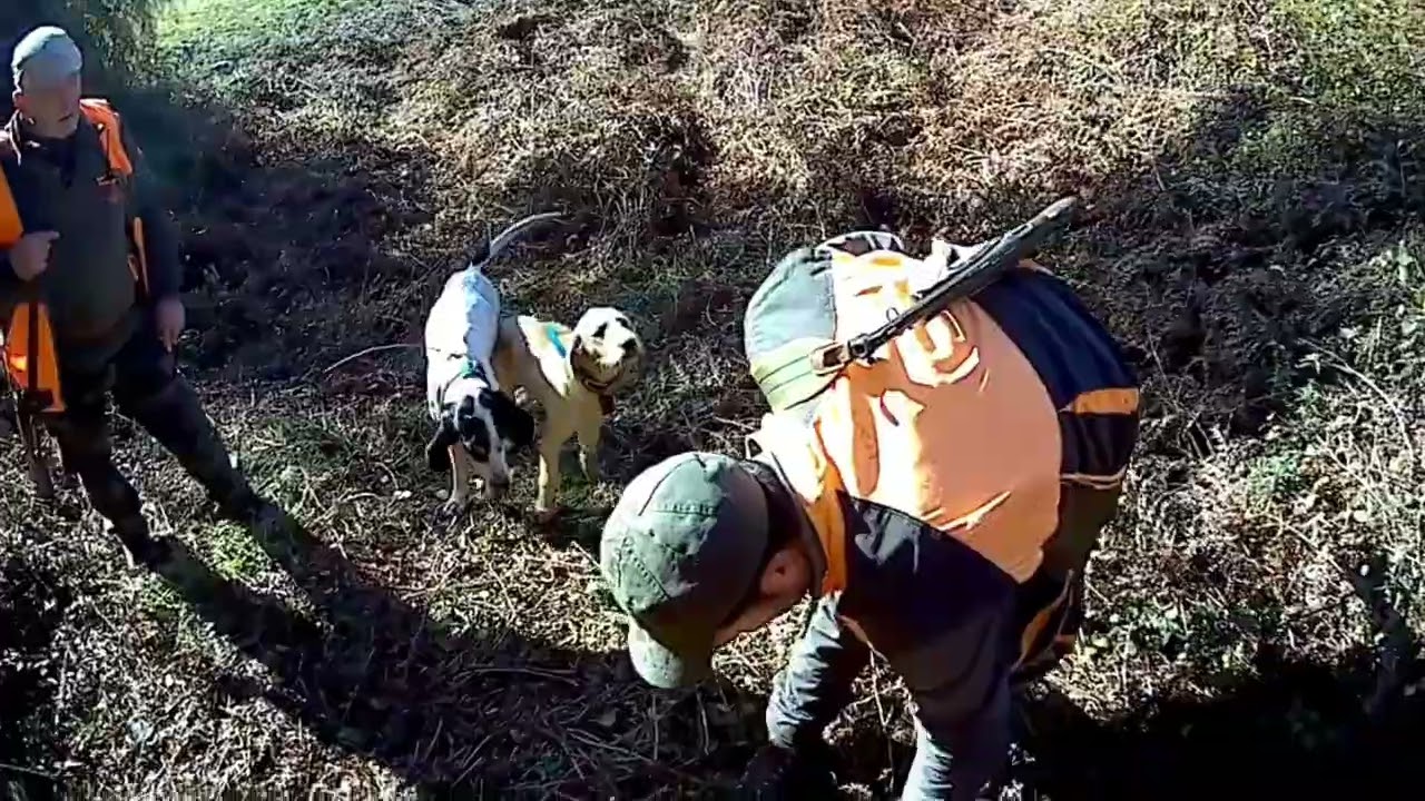 Caccia al cinghiale. Stagione 2025/26  terrificante VERRO, video da paura.