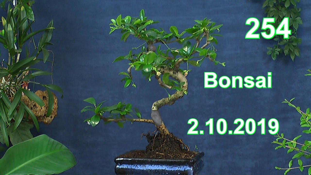Der Fukientee Bonsai wie er sich weiter entwickelt und gepflegt wird