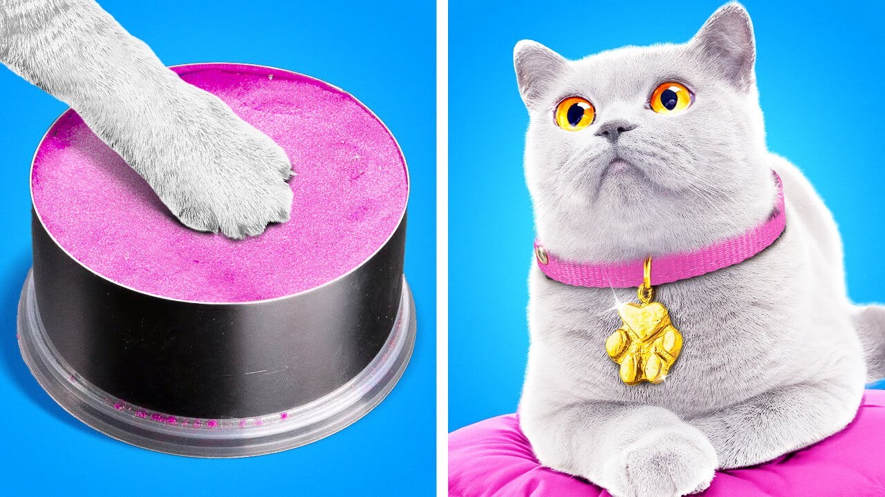 Renovación de un gato sin hogar 😻🎨 Trucos sencillos para propietarios de mascotas