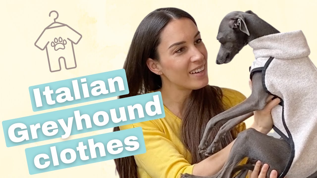 Do Italian Greyhounds Really Need CLOTHES? | Everything you need to know!