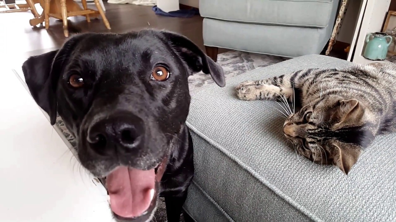 Pit Bull Labrador Mix Answers Questions and Plays With Kitten | Vlogmas