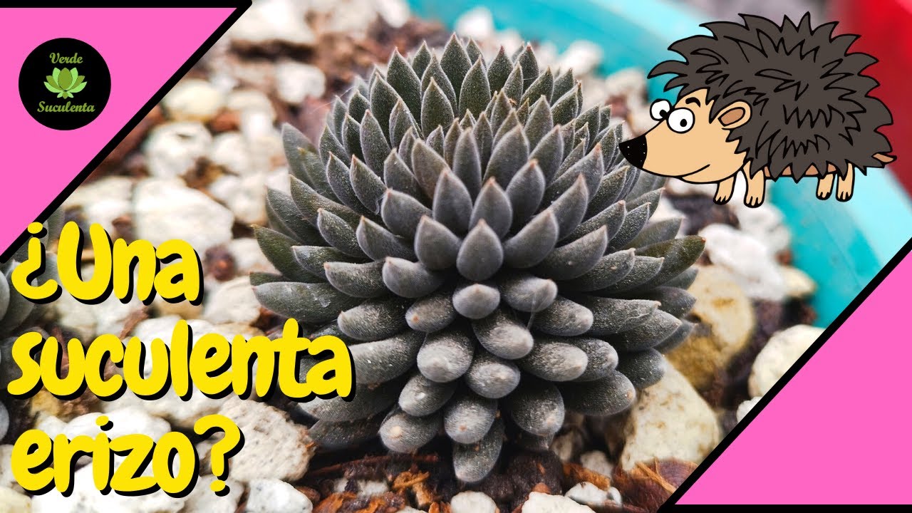 Cuidados básicos de la Sinocrassula yunnanensis o 
