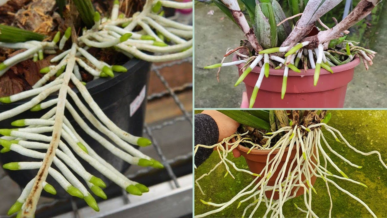 5 DICAS PARA TER UM ENRAIZAMENTO PERFEITO NAS SUAS ORQUÍDEAS