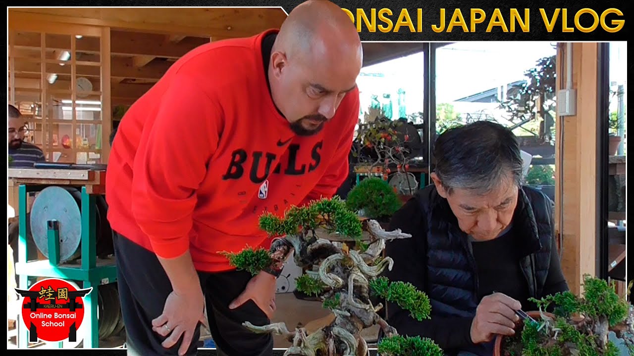 Consejos para hacer madera muerta | Bonsai Japón Vlog #118