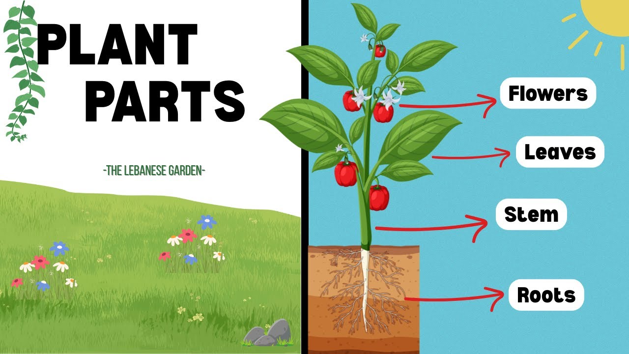 Plant Parts -  Roots, Stems, Leaves, Flowers, and Fruits.