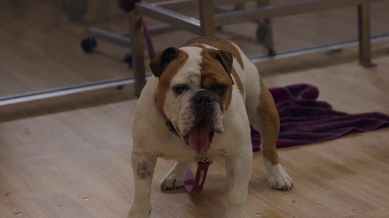 Thunderstorm and Fireworks Phobias in Dogs