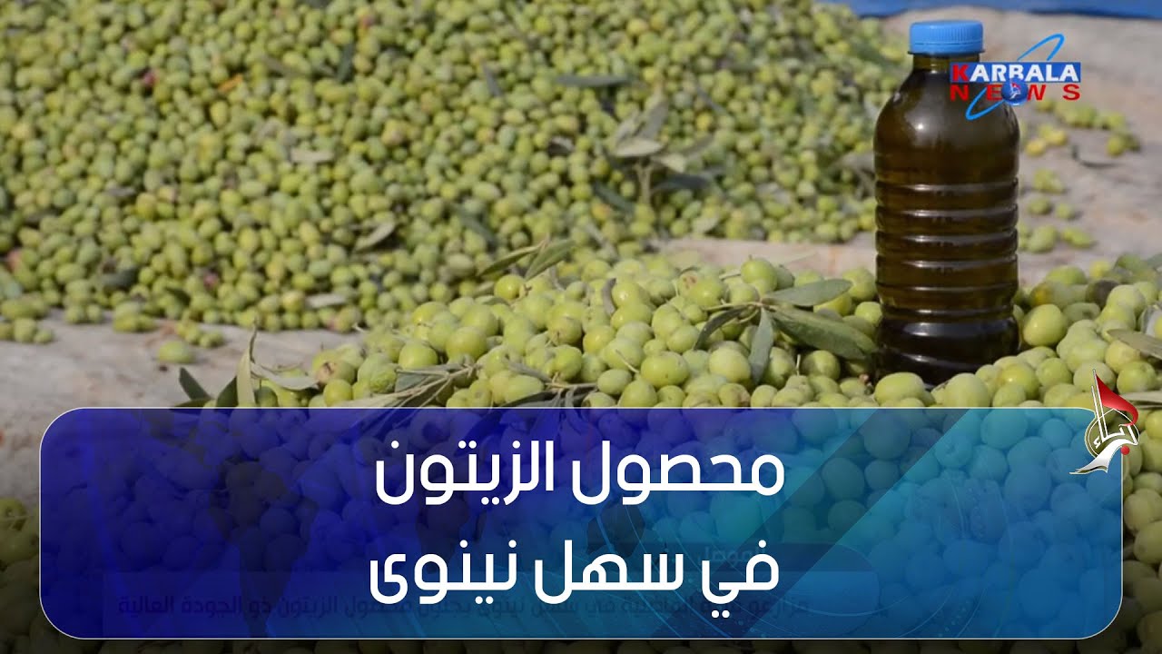 الموصل – مزارعو قرية الفاضلية في سهل نينوى يجنون محصول الزيتون ذو الجودة العالية