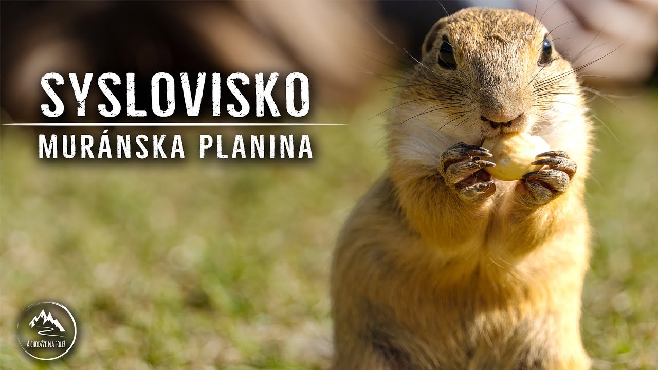 Sysľovisko - Najsłodsze miejsce na Słowacji! Park Narodowy Mur&aacute;nska planina [19.06.2022]