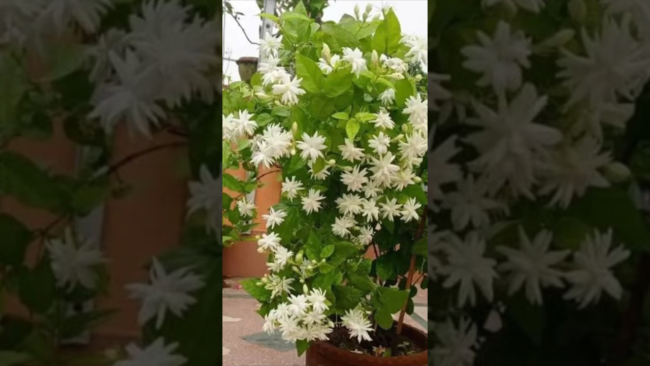 Mogra plant care