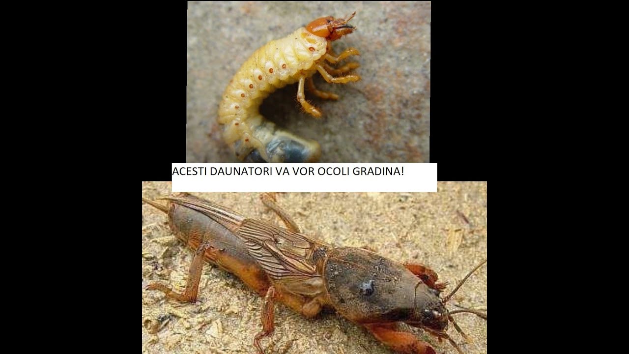 Scăpați de coropisnițe si larva cărăbușului de mai. E simplu!