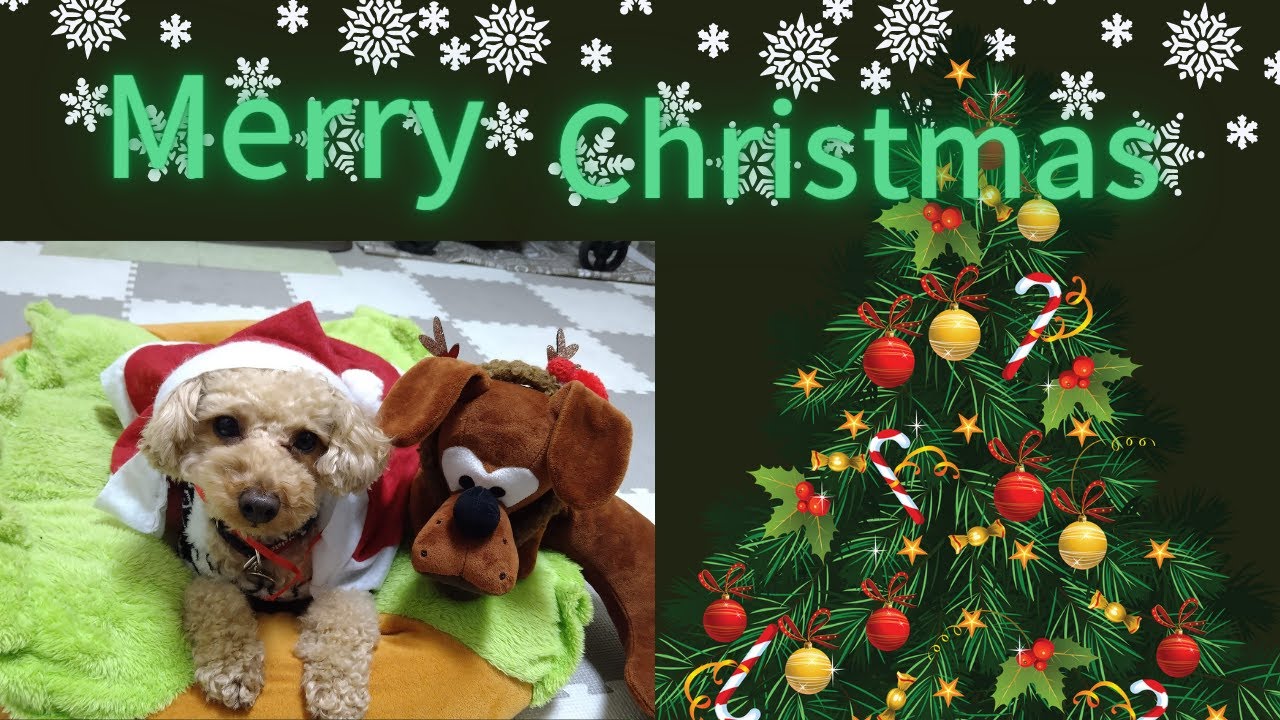 Merry Xmas【トイプードルのククル】
