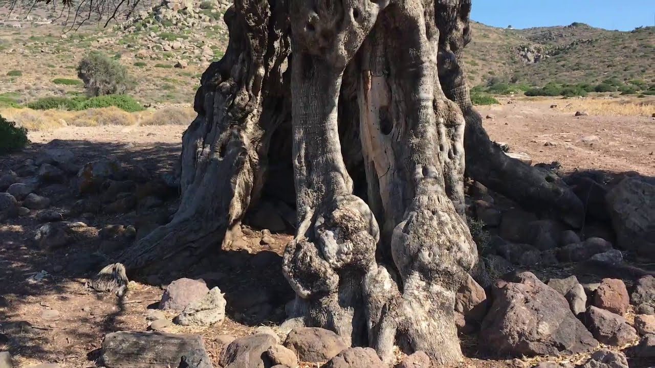 Eleonas, The Ancient Olive Grove of Aegina island in Greece