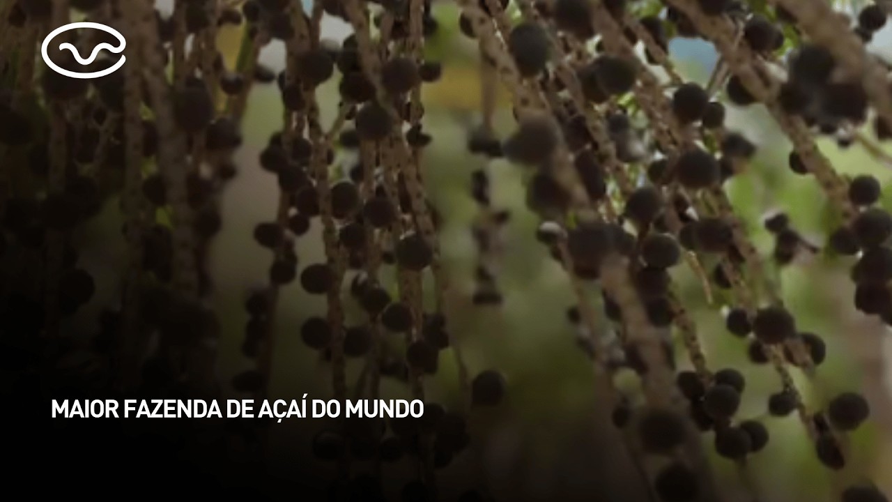 Maior fazenda de açaí do mundo