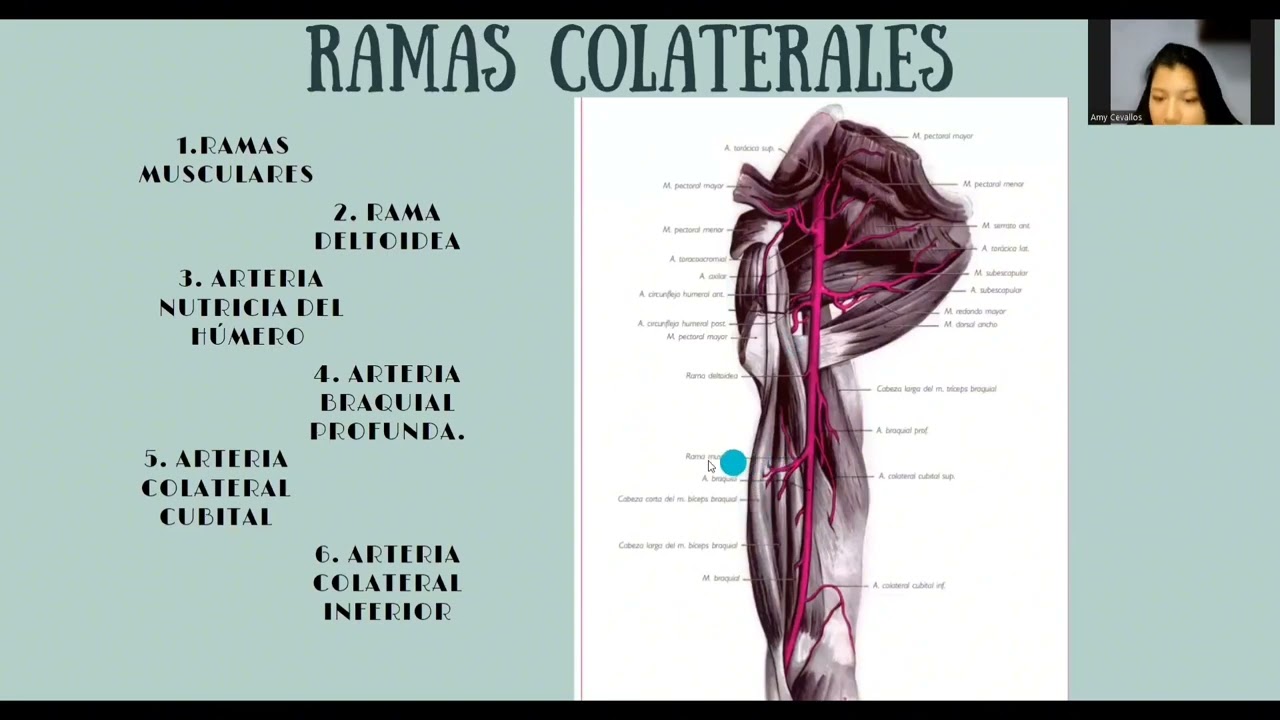 CEVALLOS HOLGUIN AMY Y RUPERTI CABAL SCARLETH - ARTERIAS DEL MIEMBRO SUPERIOR