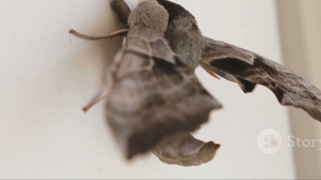 Apple Moth: The Tiny Traveler with a Big Impact! 