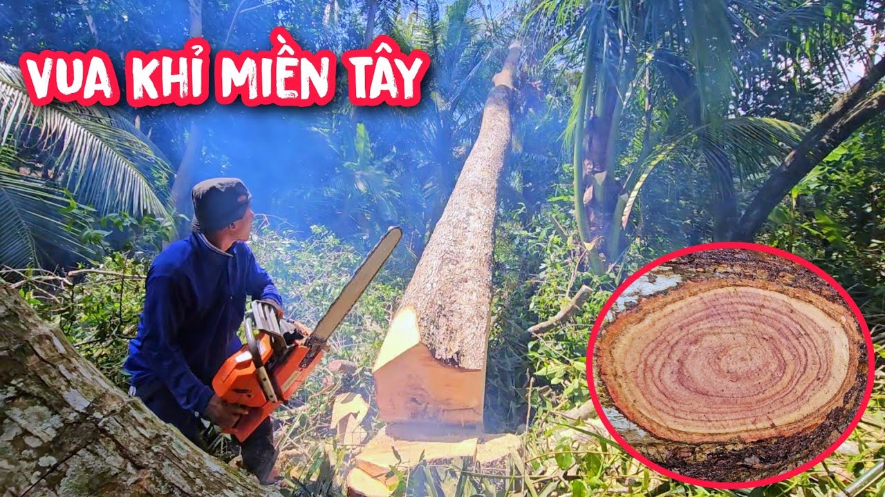 Vua Khỉ cưa hạ cây Bần, Hiếm có cây Bần nào cao đến vậy.