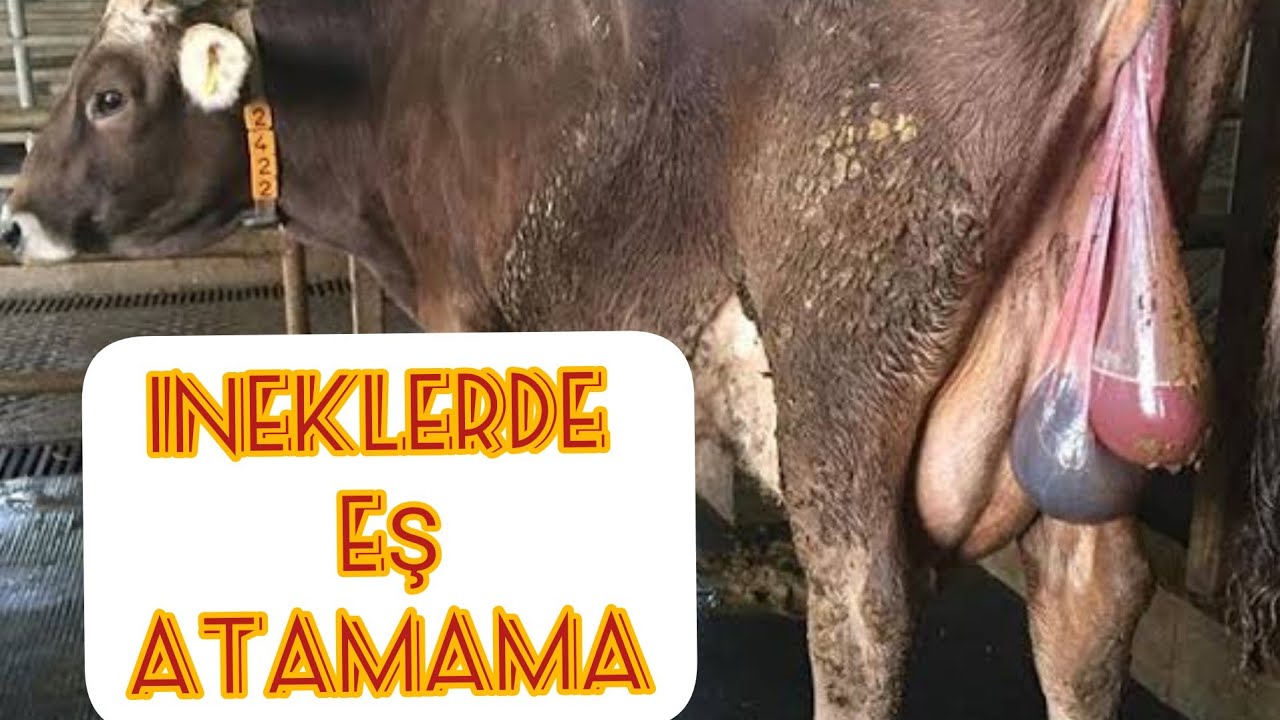 İneklerde Eş Atamama (Retansiyo Sekundinarum) Nedir?#eşatamamasorunu#